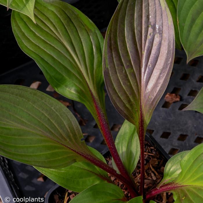 Hosta 'Red Ninja' plant
