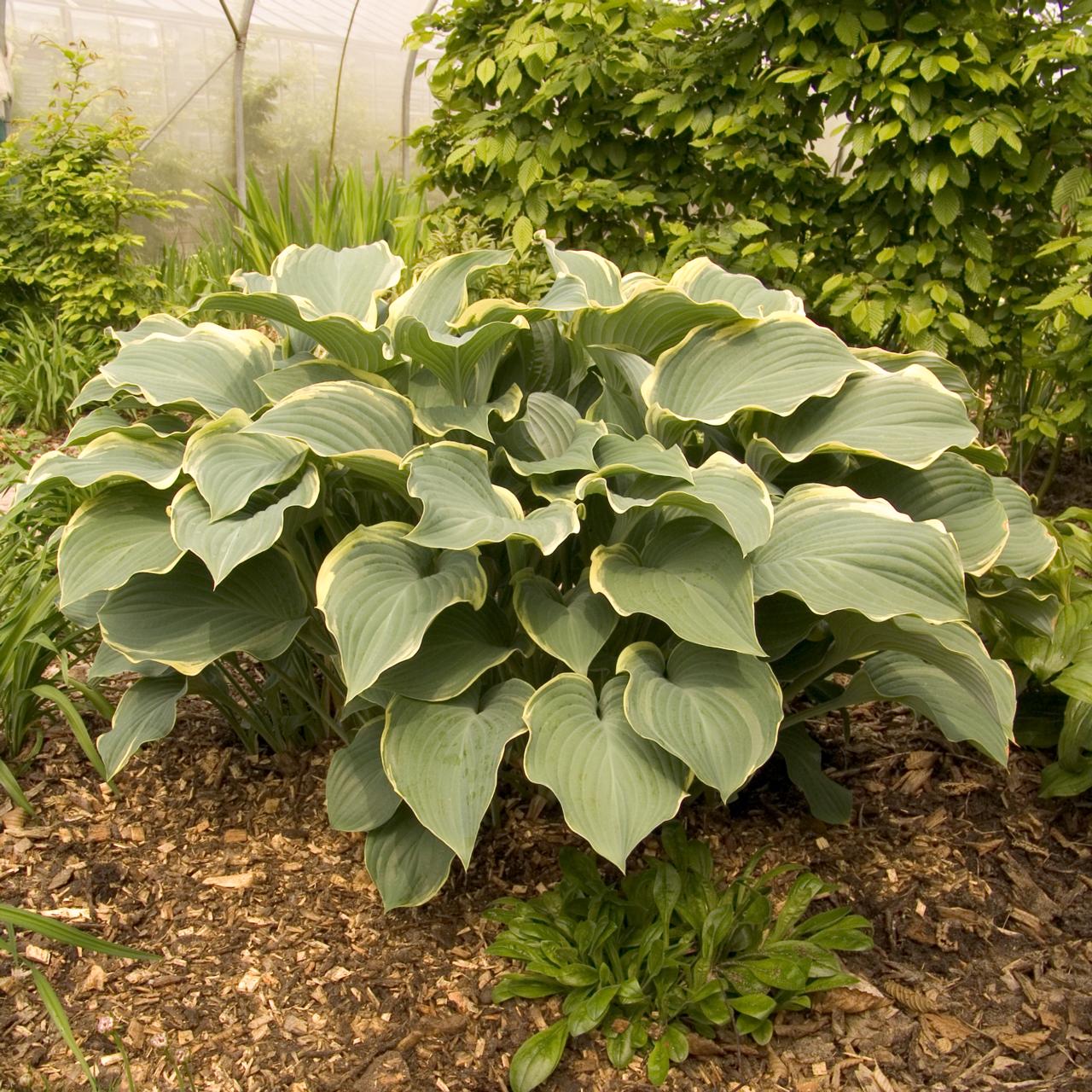 Hosta 'Regal Splendor' plant