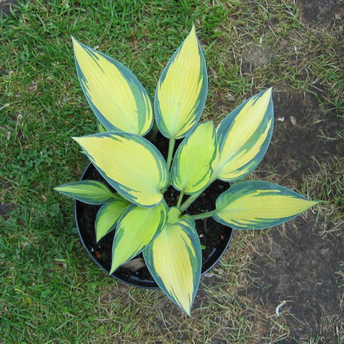 Hosta 'Remember Me' plant