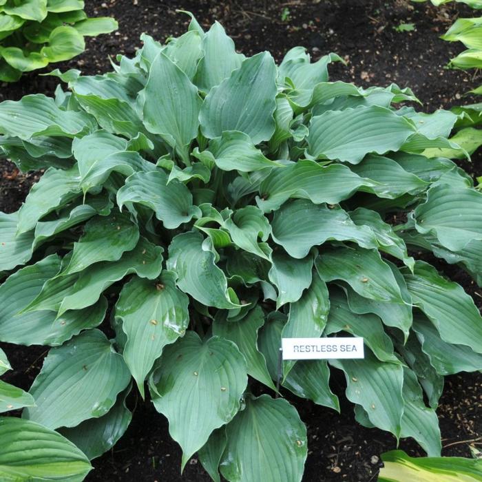 Hosta 'Restless Sea' plant