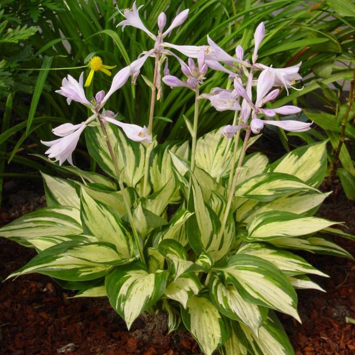 Hosta 'Revolution' plant