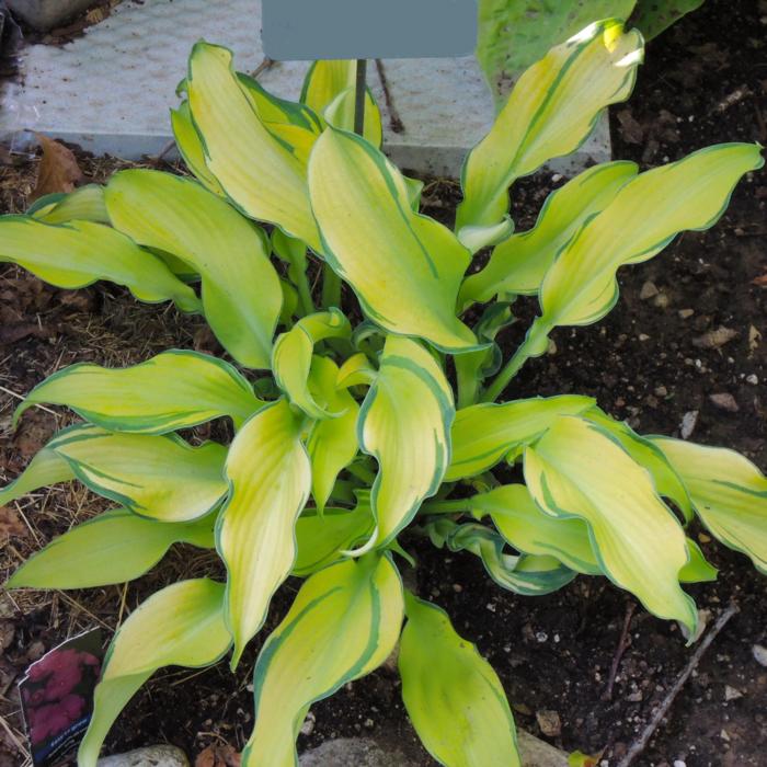 Hosta 'Ripple Effect' plant