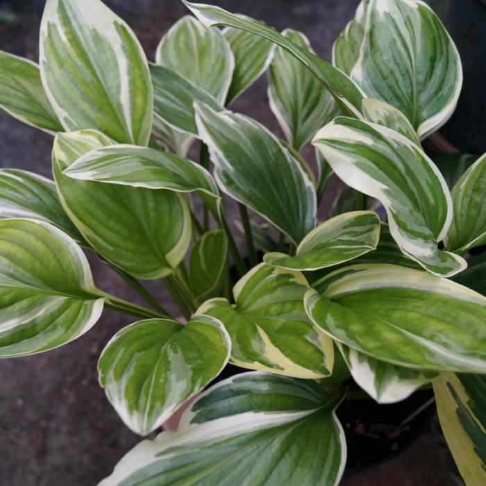 Hosta 'Royal Charmer' plant