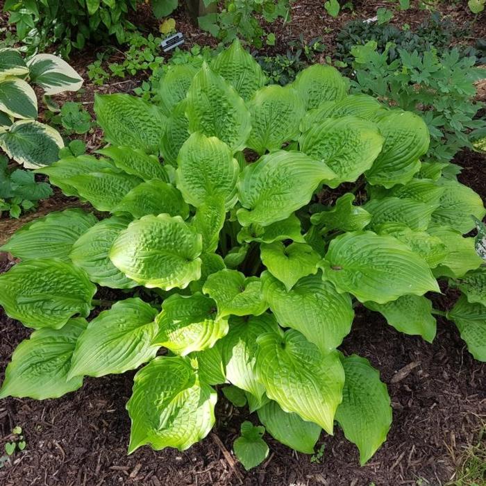 Hosta 'Ruffed Up' plant