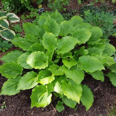 hosta-ruffed-up