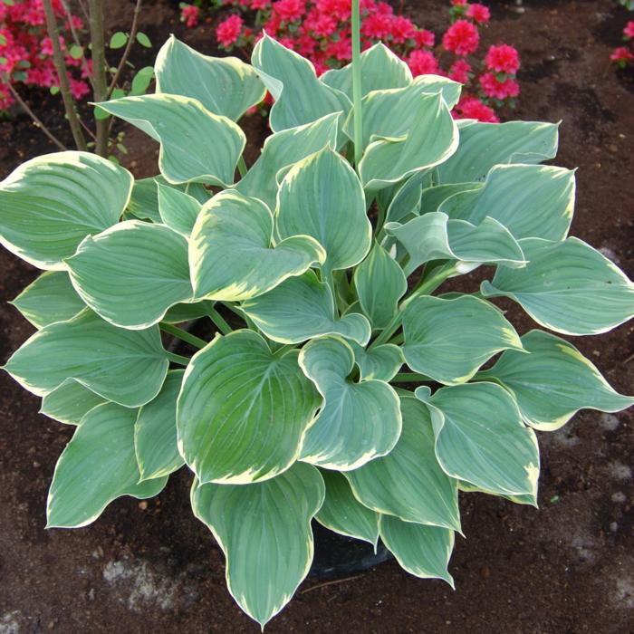 Hosta 'Sagae' plant