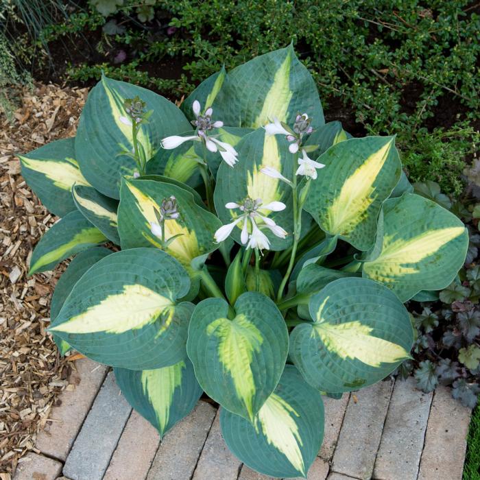 Hosta 'Saint Paul' plant