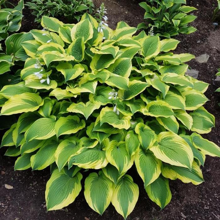 Hosta 'Satisfaction' plant