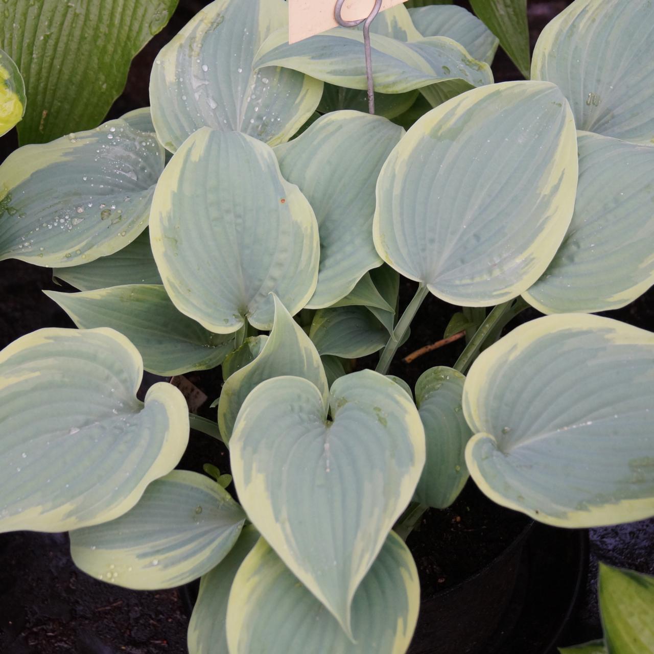 Hosta 'Secret Love' plant