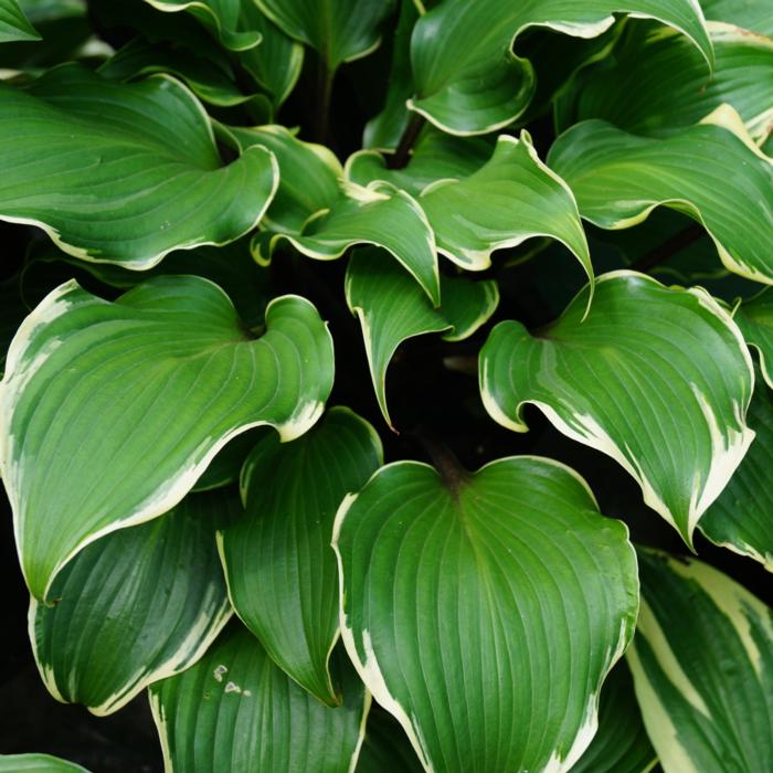 Hosta 'Secret Treasure' plant