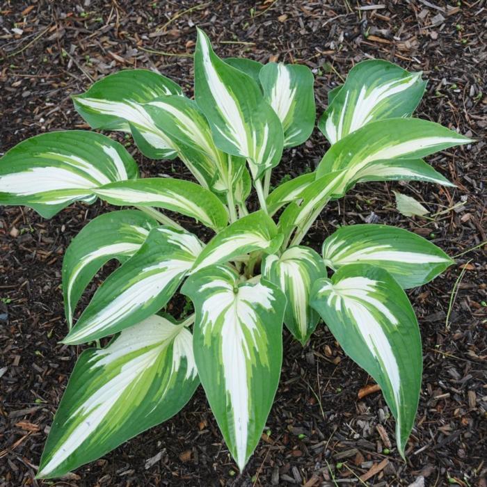 Hosta 'Sharp Dressed Man' plant