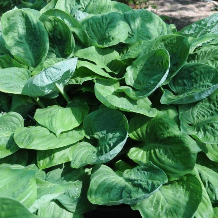 Hosta 'Sherwood Forest' plant