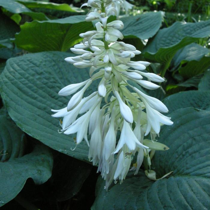 Hosta sieboldiana 'Elegans' plant