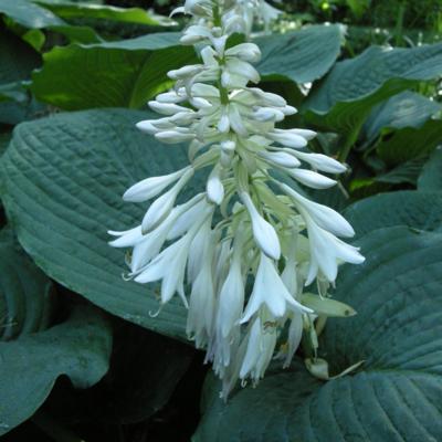 hosta-sieboldiana-elegans