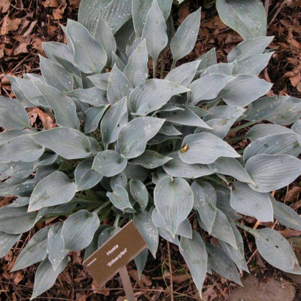 Hosta 'Silberpfeil' plant