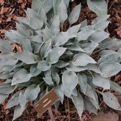 hosta-silberpfeil