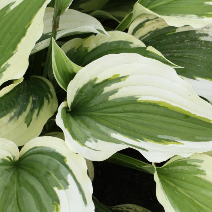 Hosta 'Silk Road' plant