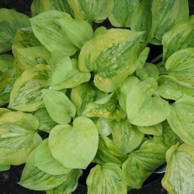 hosta-silver-threads-and-gold-needles