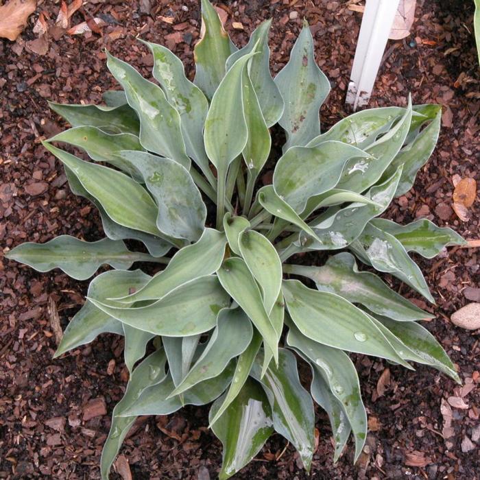 Hosta 'Slim and Trim' plant