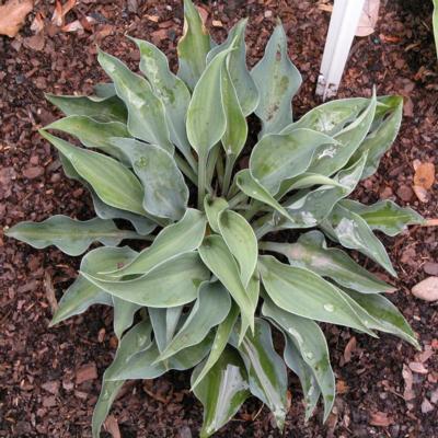 hosta-slim-and-trim