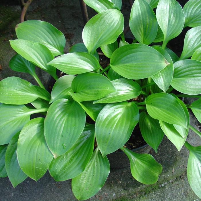 Hosta 'Small Parts' plant