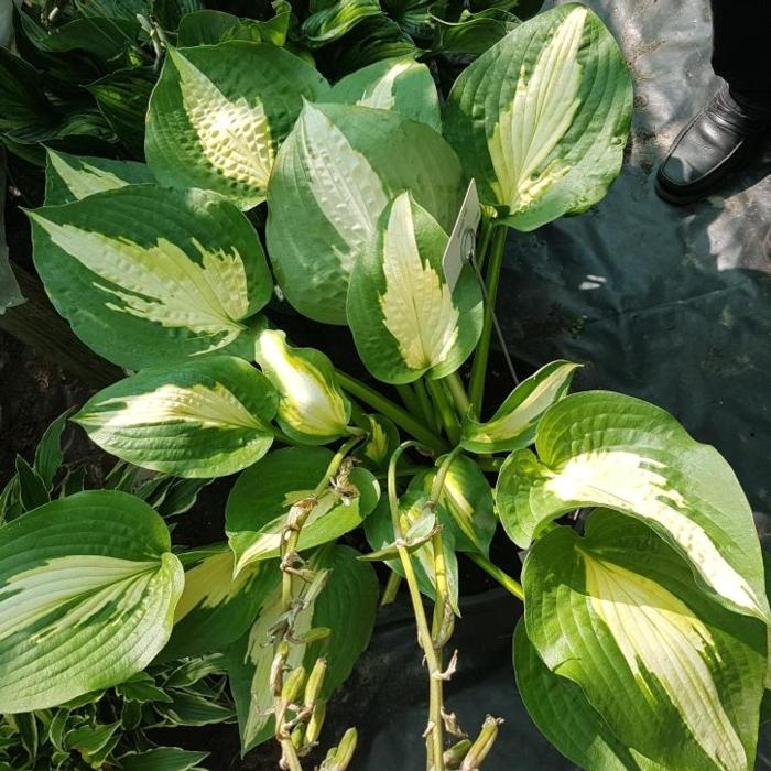 Hosta 'Smash Hit' plant