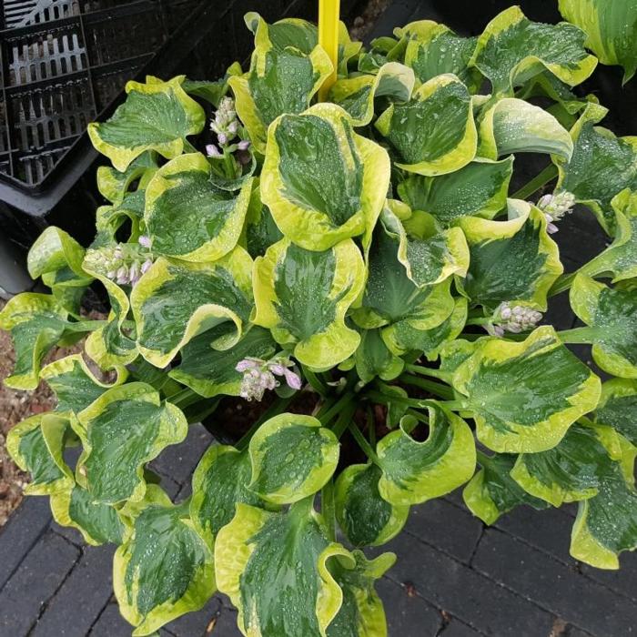 Hosta 'Smiling Mouse' plant