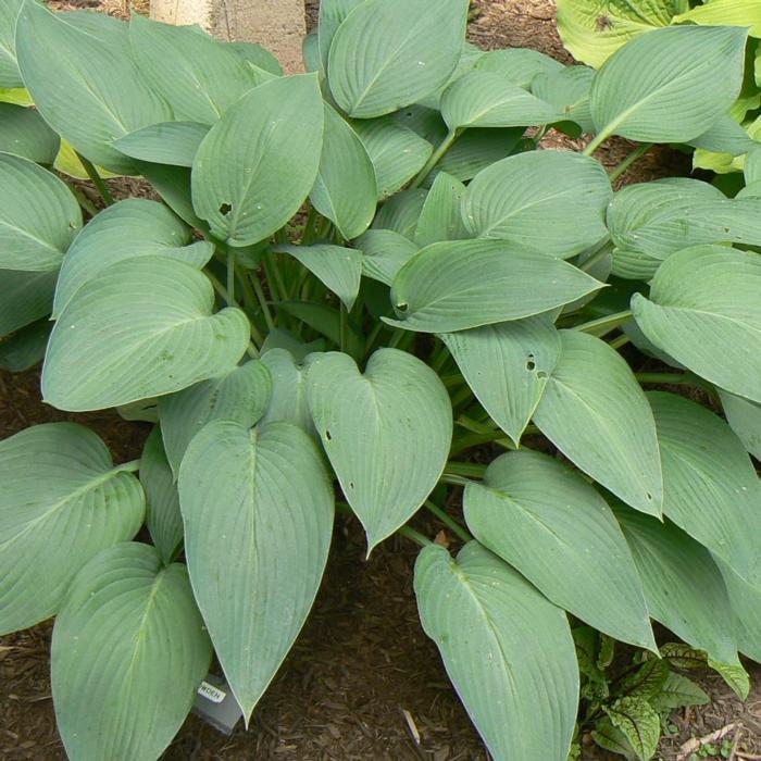 Hosta 'Snowden' plant