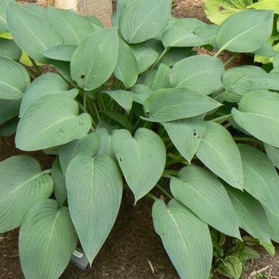 hosta-snowden