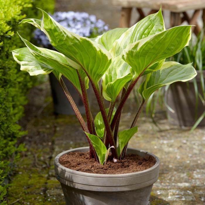 Hosta 'Sorbet' plant