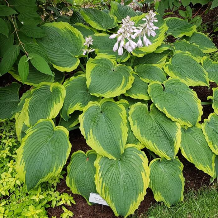 Hosta 'Spartacus' plant