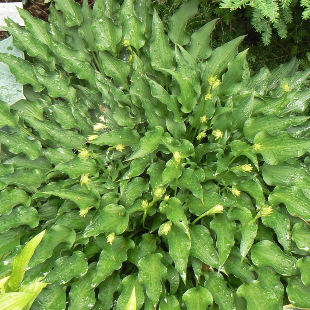 Hosta 'Spartan Arrow' plant