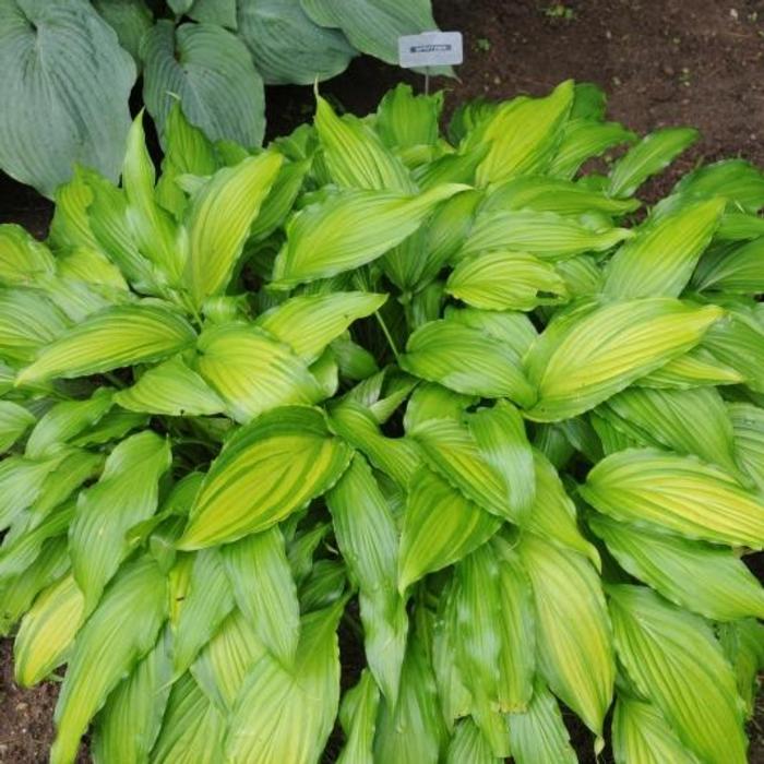 Hosta 'Spritzer' plant