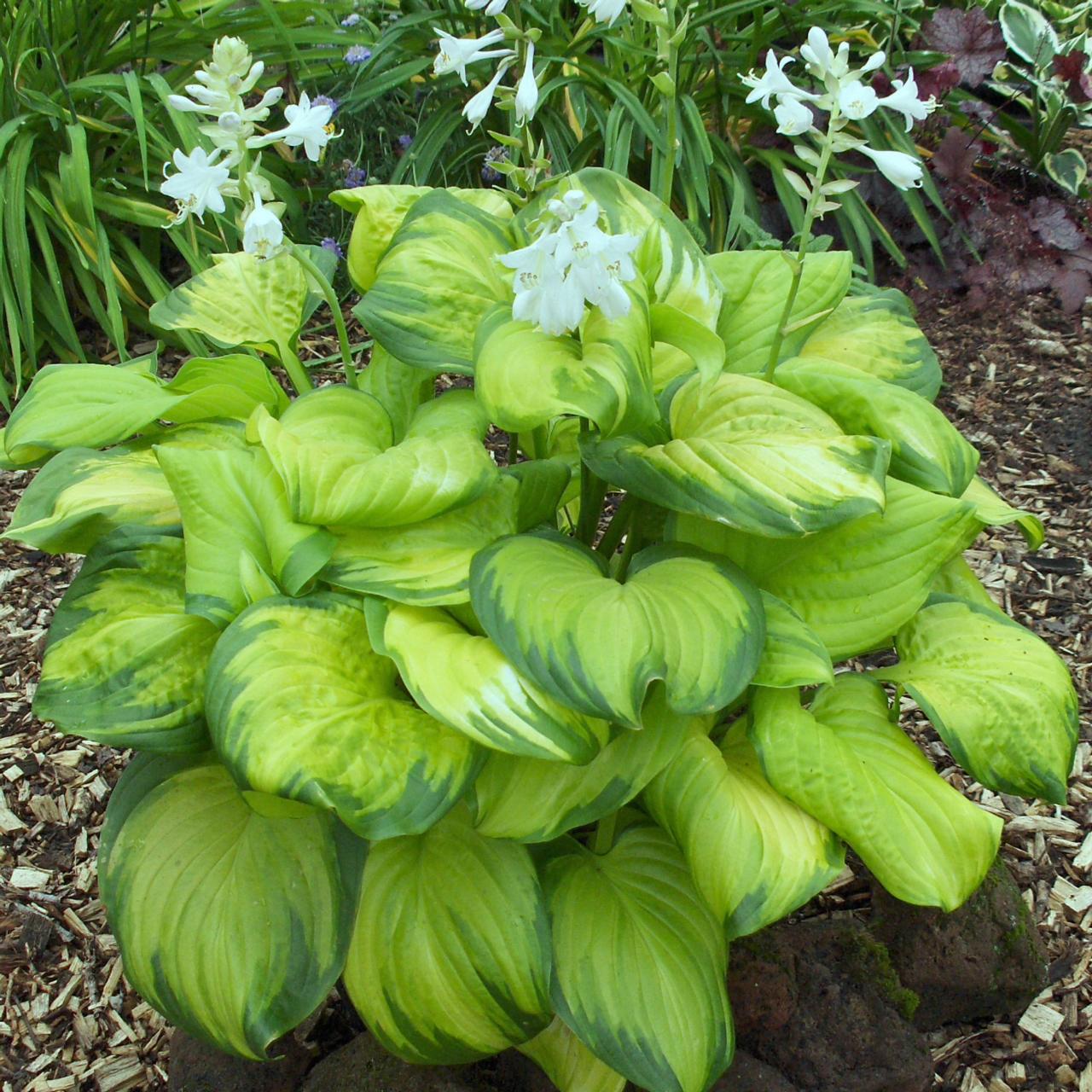 Hosta 'Stained Glass' plant