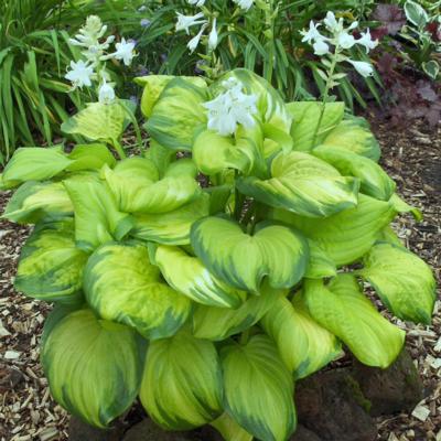 hosta-stained-glass