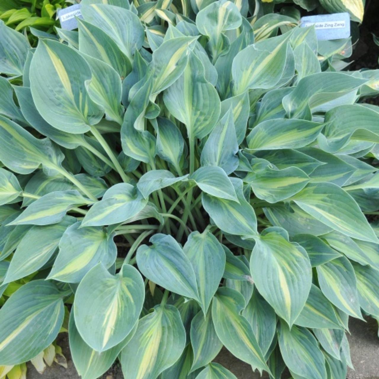 Hosta 'Stand by Me' plant