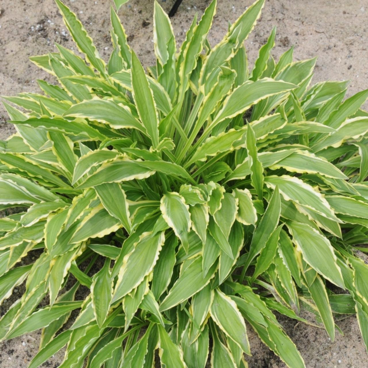 Hosta 'Stiletto' plant