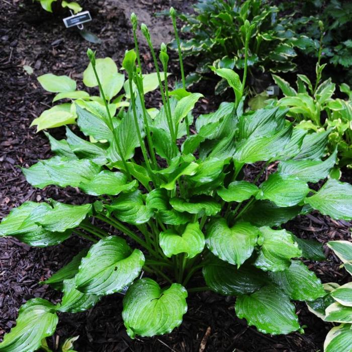 Hosta 'Stirfry' plant