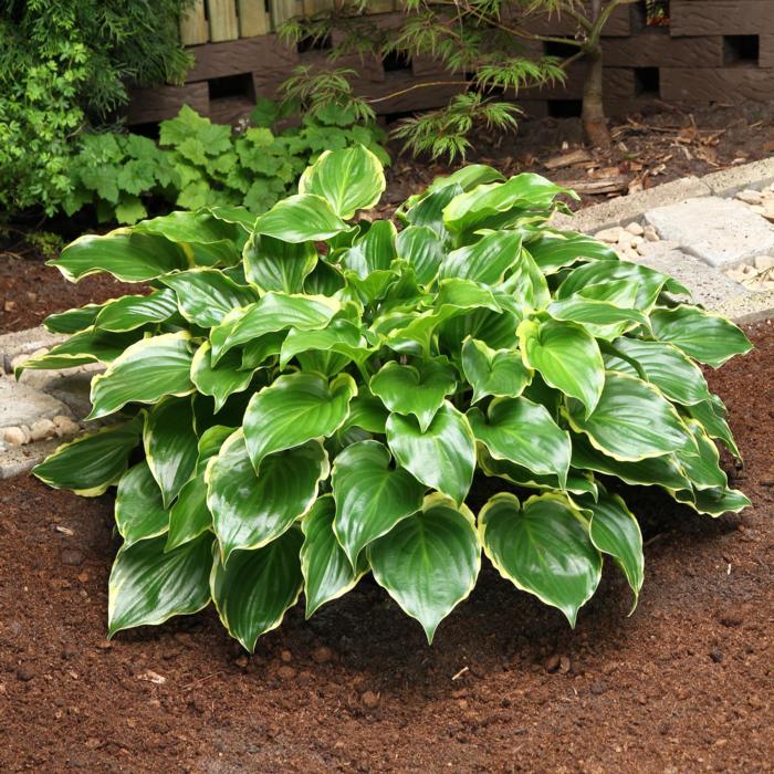 Hosta 'Sugar and Spice' plant