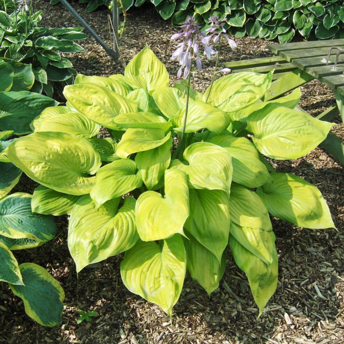 Hosta 'Sum and Substance' plant