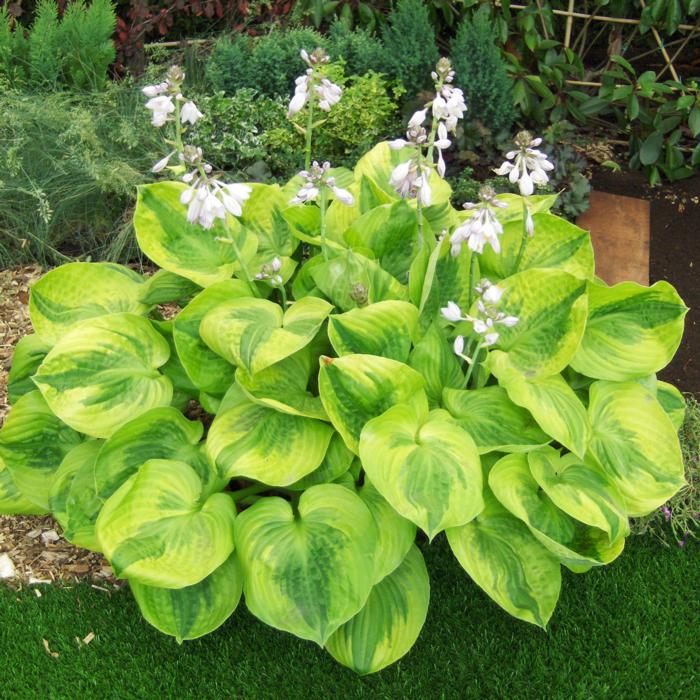 Hosta 'Summer Breeze' plant