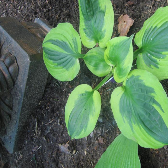 Hosta 'Summer Lovin' plant