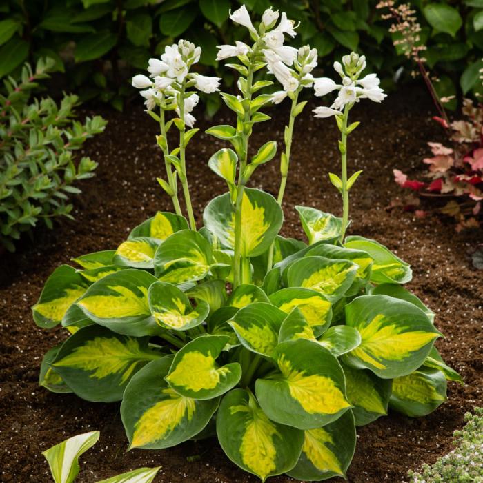 Hosta 'Sunset Grooves' plant