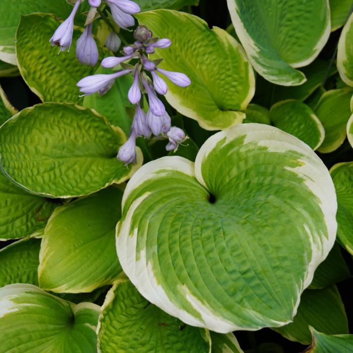 Hosta 'Sunshine Glory' plant