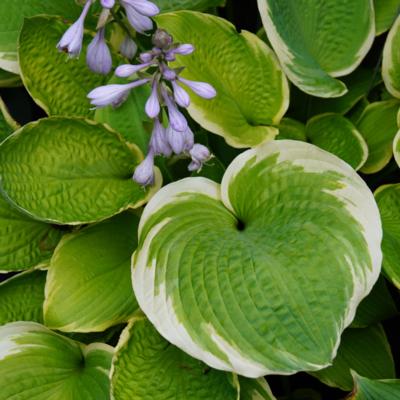 hosta-sunshine-glory