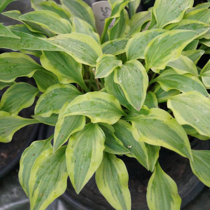 Hosta 'Surprised by Joy' plant