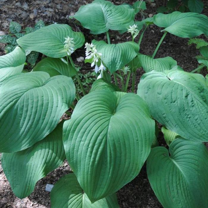 Hosta 'T Rex' plant