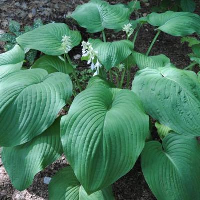 hosta-t-rex