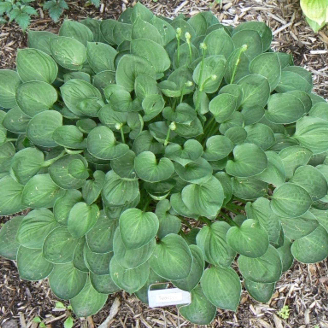 Hosta 'Teaspoon' plant