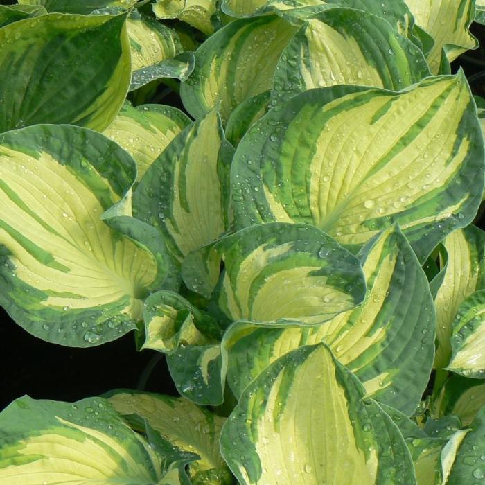 Hosta 'Temptation' plant